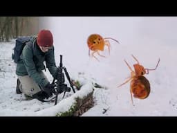 Filming Springtails in the Snow! - Macro Walks ep10