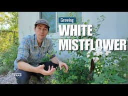 The COMPLETE Guide to Growing the Texas Native White Mistflower | Texas Native Plants 🌱