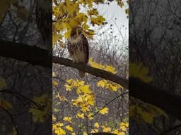 Incredible Close-Up of a Hawk in Fall Foliage | Shorts | Birds