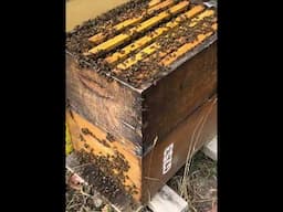 Looking for the Queen in a Monster Beehing #bees #beehive #beekeeper #honeybee #australia #bees