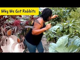 Perfect Animals for Permaculture Rabbits 🐇 Back  Popular Demmand