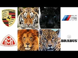 PORSCHE, BMW M, MAYBACH, BRABUS Explaining in 10 minutes