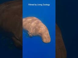 Snorkeling with the dugong in the Red Sea in Egypt