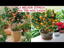 A melhor Árvore frutífera Cítrica  pra ter nos vasos!