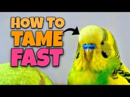 Tame Your Bird in No Time: Easy Steps to Build Trust