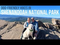 Dog-Friendly Hikes in Shenandoah National Park // Shenandoah National Park [EP 103]