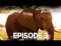 The Incredible Hearing Abilities of Animals | Super Senses Episode 3: Hearing