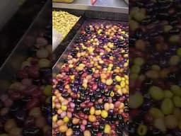 #shorts #viralvideo #olives #costco @joyoftastesstreet2030