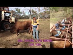 Bull Catching & Pig Hunting Cape York Australia