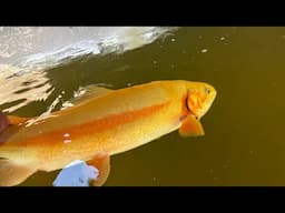 Sight Fishing Golden Rainbows Through the Ice