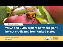 Northern Giant Hornet Eradication News Conference