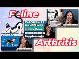 Everything You Should Know About Cat Arthritis | Vet's Voice