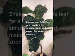 Shake your Fiddle Leaf? Apparently so 🌳 #plants #planttips #fiddleleaffig