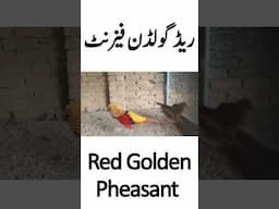 Red Golden Pheasant | A Brief Introduction To Red Golden Pheasant | Pheasant Farming Business