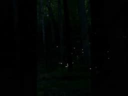 Sparkling Light of Synchronous Fireflies in the Great Smoky Mountains, fast-motion & real-time video