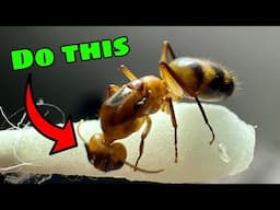 DIY Ant Keeping Tips and Tricks That NOBODY Ever Talks About