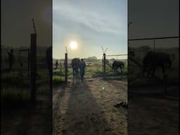 Walk with the orphaned elephants #elephants #kafuenationalpark #zambia