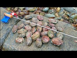 ITS FORAGING SEASON ! Abalone Catch & Cook