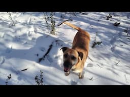 Longbow Snow Day with Daisy Mae