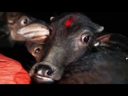 Mass animal beheadings at Nepal's Gadhimai Festival, hundreds saved