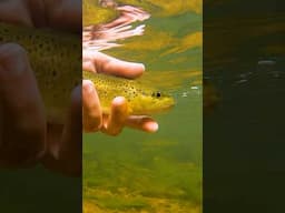 How Trout See Your Flies Underwater