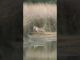 Wait for the jump #tadobajunglesafari #tadobanationalpark #chotitaracub #tadoba #wildlife