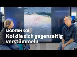 Wenn sich Koi in Innehälterungen attackieren | Modern Koi Blog #7184