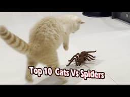 top 10 cats vs spiders