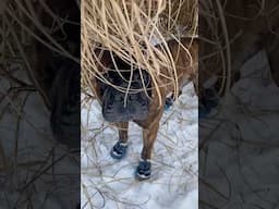 Bullmastiff Tonka Loves His Boots! #bullmastiff #campdog #puppy #canecorso #ruffwear #mountaindog