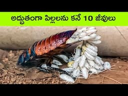 Crazy Ways Animals Give Birth | Animal Births Caught on Camera | Facts in telugu | bmc facts telugu