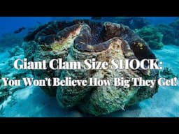 Giant Clam Size SHOCK: You Won't Believe How Big They Get!