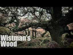 The Eternal Mystery of Wistmans Wood