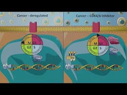 Cell cycle inhibitors - CDK4/6 inhibitors