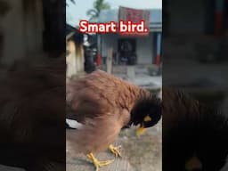 #myshortvideo #shortsreels #shortsvideo #birds #talkingbird