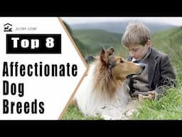 Top 8 Affectionate Dog Breeds