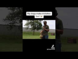 All dogs make mistakes. 🐾 #gundog #gundogtraining #duckdog #dogtrainer #huntingdog #shorts #dogs