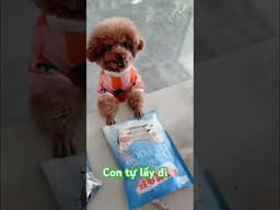 Lucky 81 pet thú cưng,  ai bảo tay con ngắn  # shorts # funny