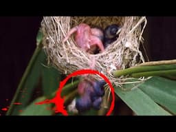 BABY BIRD THROWN FROM NEST