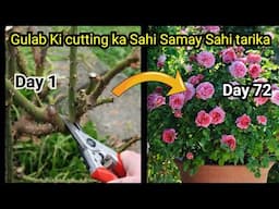 Abhi Kijiye Is Tarah Se Gulab Ki cutting | patti Se Zyada Phool aaenge sardiyon Mein | Rose Pruning