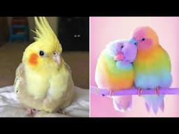 Smart And Funny Parrots Parrot Talking Videos Compilation (2025) - Cute Birds #3