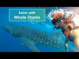 Cancun Feature: Swim With Whale Sharks