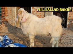 Full Jallad Bakre Malwa Patira At Mahin Goat’s