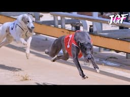 Greyhound Race 320m in Just 18 Seconds – Unbelievable Speed! 💥