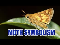 Black and White Moth Symbolism And Spiritual Meaning - Sign Meaning