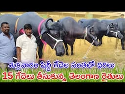 శుక్రవారం షిర్డీ గేదెల సంతలో ధరలు | 15 గేదెలు తీసుకున్న తెలంగాణ రైతులు | Shirdi Buffalo Market