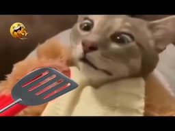 Funny cat videos clips 😂🤣🤪😁 #cat #funnycat