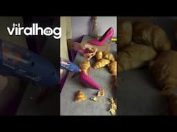 Croissant Shoes || ViralHog