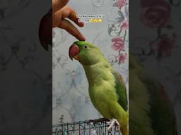 Wait for end!!PIKU ne Kaat liya🥺😫😓#parrot #vetsdiary#parrotlover