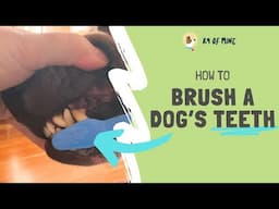 How to Brush a Dog's Teeth