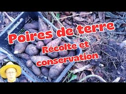 Récolte et Conservation des Poires de Terre (Yacon)